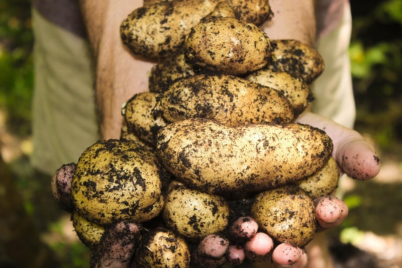 Alchemy Harvesting