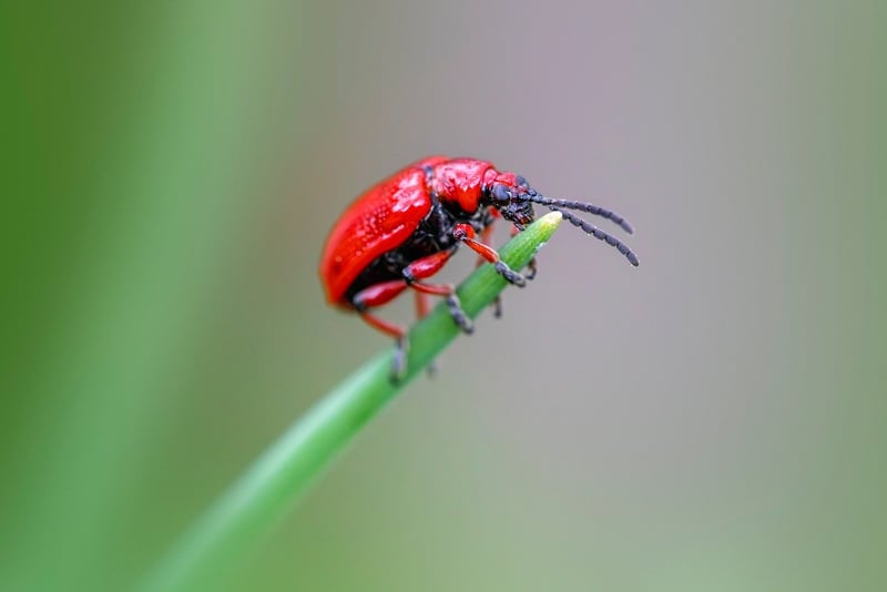 Mythical Pest Control