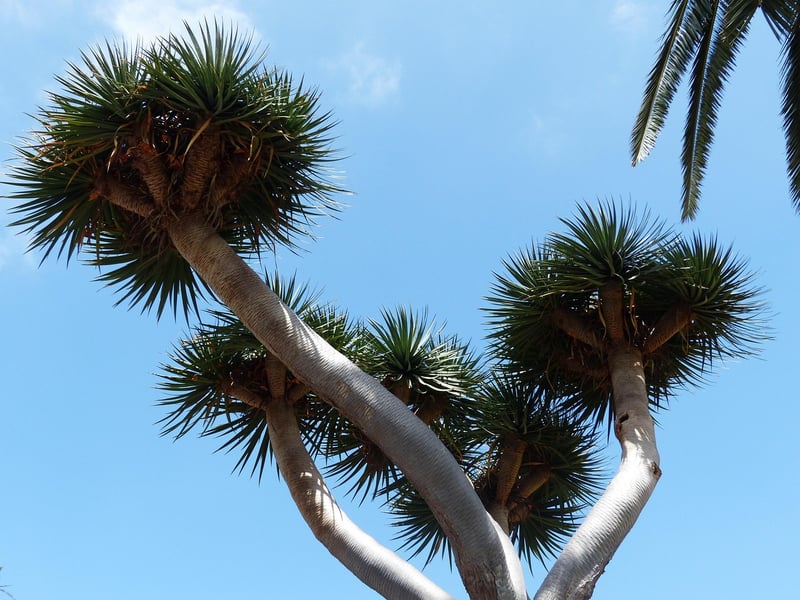 Dragon Blood Tree